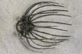Rare, Spiny Heliopeltis Trilobite - Issoumour, Morocco #166124-1